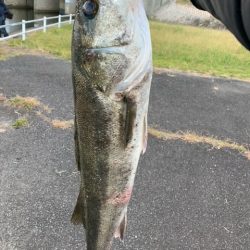淀川（毛馬閘門）　朝まずめ　出勤前の1本