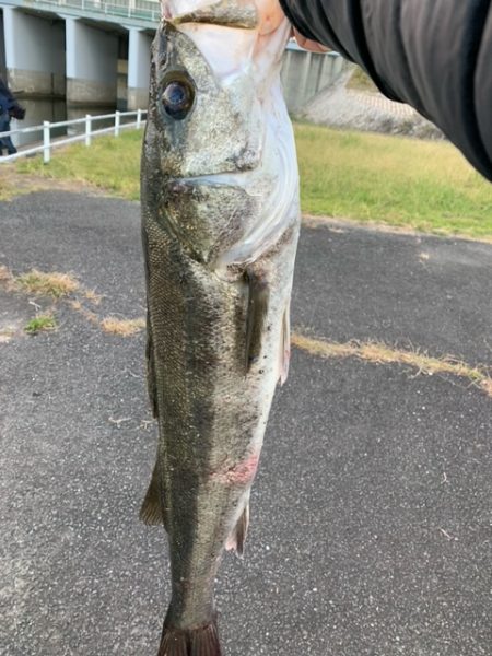 淀川（毛馬閘門）　朝まずめ　出勤前の1本