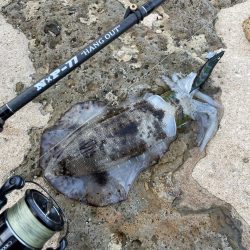 最新エギングロッドで秋イカエギング、アオリイカ釣果