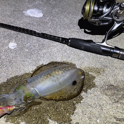 ナイトエギングでアオリイカとケンサキイカを狙う