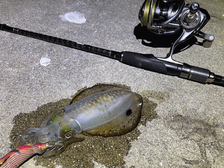 ナイトエギングでアオリイカとケンサキイカを…