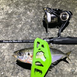 姫路離島のアジとケンサキイカとアオリイカ