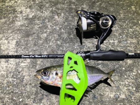 姫路離島のアジとケンサキイカとアオリイカ