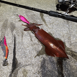 離島での底ネチネチなナイトエギングとショアジギング