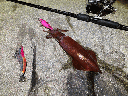 離島での底ネチネチなナイトエギングとショアジギング