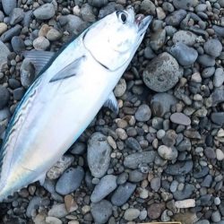 初獲物が本スマ（ヤイトカツオ）となりました。