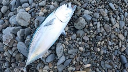 初獲物が本スマ（ヤイトカツオ）となりました。