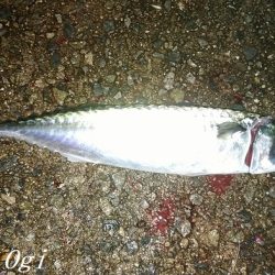 カワハギ&大サバ祭り！！