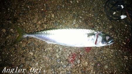 カワハギ&大サバ祭り！！