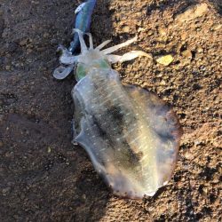 いい型のアオリイカをエギングで。