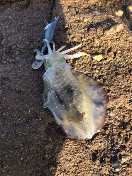 いい型のアオリイカをエギングで。