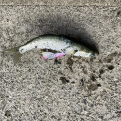 シーバス釣りに！