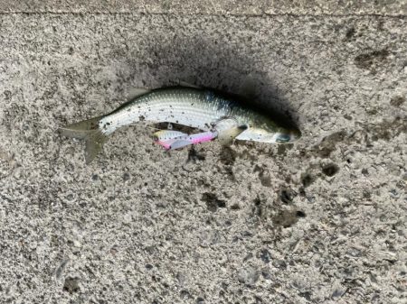 シーバス釣りに！