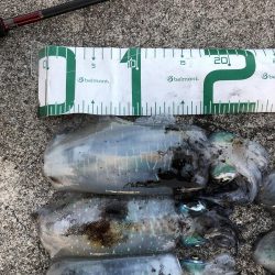 2021 佐渡ヶ島エギング 23回目