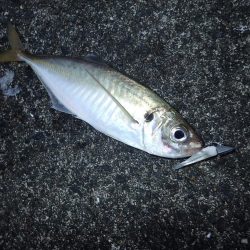 今週も関電波止へ！