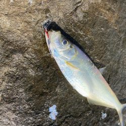 ショアジギ ヒラ祭り