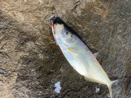 ショアジギ  ヒラ祭り