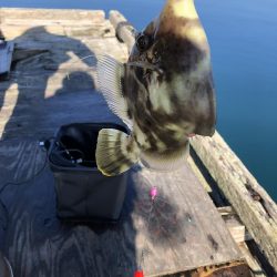 今年初の筏釣り