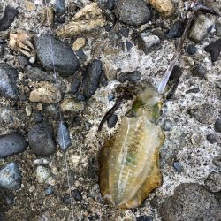 リリースしたアオリイカ