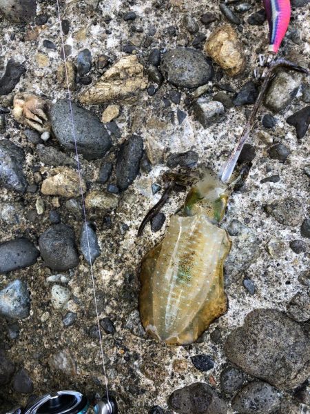 リリースしたアオリイカ