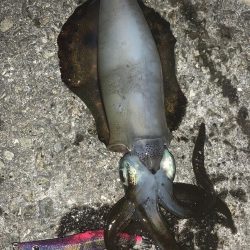 淡路島釣行 エギング釣行 秋イカ390g GET!