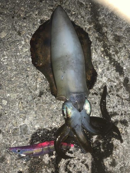 淡路島釣行　エギング釣行　秋イカ390g …