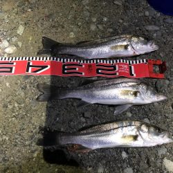 シーバスシーズン６２cm