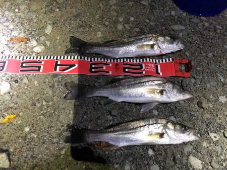 シーバスシーズン６２cm