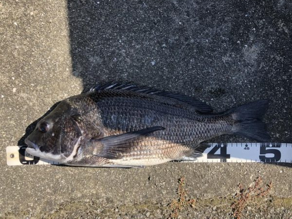 イチノ兄弟、釣果！