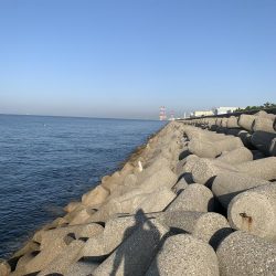 ギリ？、ハマチ