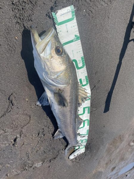 今年初めての白川