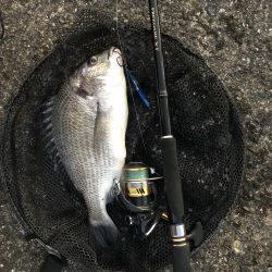 青物との縁は遠い…