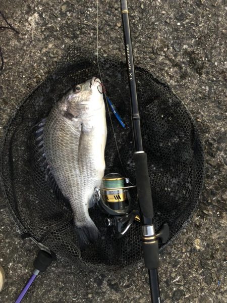 青物との縁は遠い…