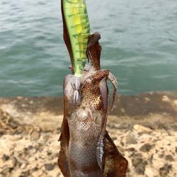 朝まずめ短時間エギング