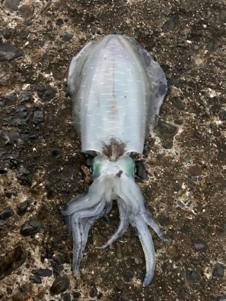 アオリイカとアジ