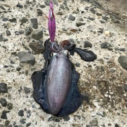 とてもシブかった