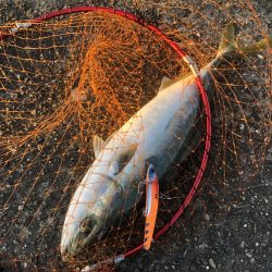 場所ムラあり青物好調