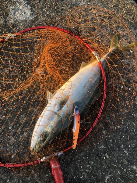 場所ムラあり青物好調