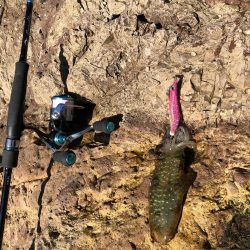 アオリイカまだいますよ