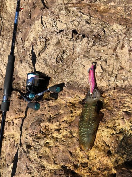 アオリイカまだいますよ