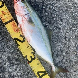 淡路島　ショアジギング  ハマチ46センチGET！！