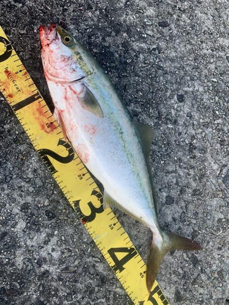 淡路島　ショアジギング  ハマチ46センチGET！！