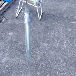 久々子湖のサヨリ