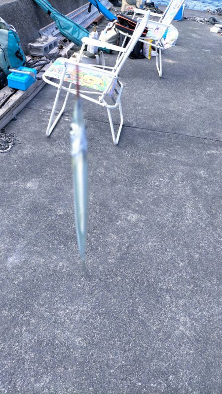 久々子湖のサヨリ