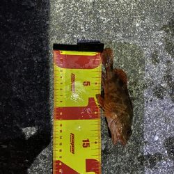 夕まずめから夜にかけてアナゴの投げ釣りをしてみた