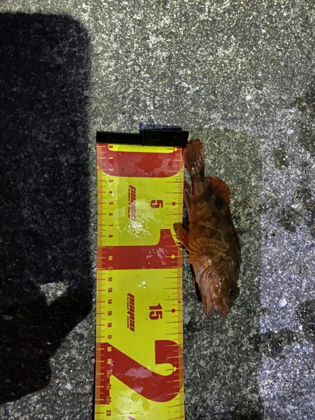 夕まずめから夜にかけてアナゴの投げ釣りをしてみた