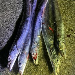 アオリ&タチウオ