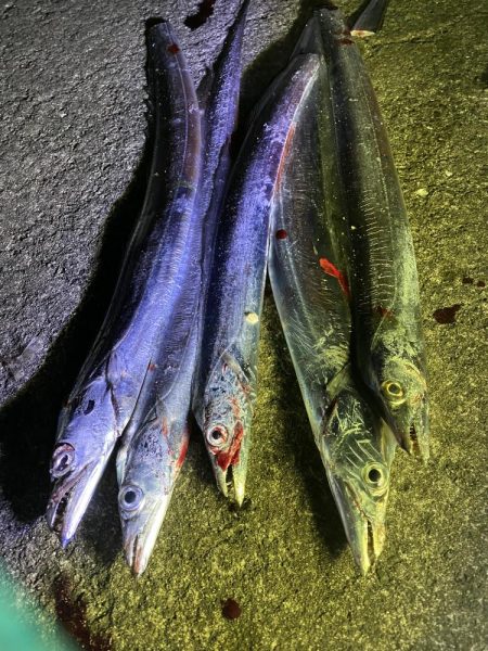 アオリ&タチウオ