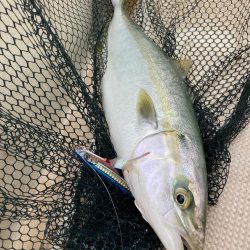 明石沖にてライトジギング