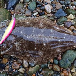 サーフゲームでヒラメ